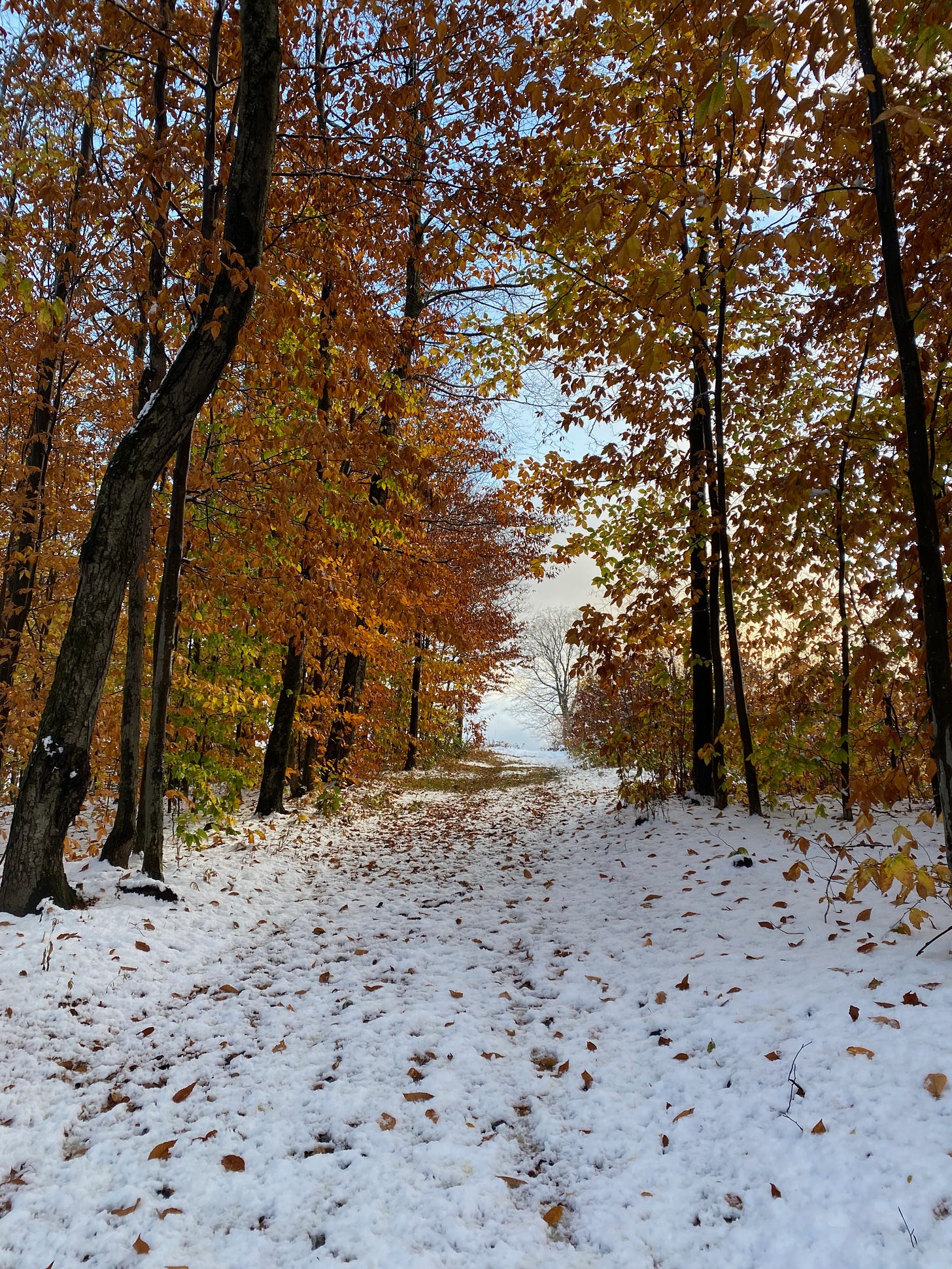 A snowy path through a grove of golden beech trees, their leaves lit up in the afternoon sun.