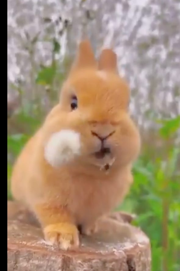screenshot of a video where a bunny is biting into a dandelion