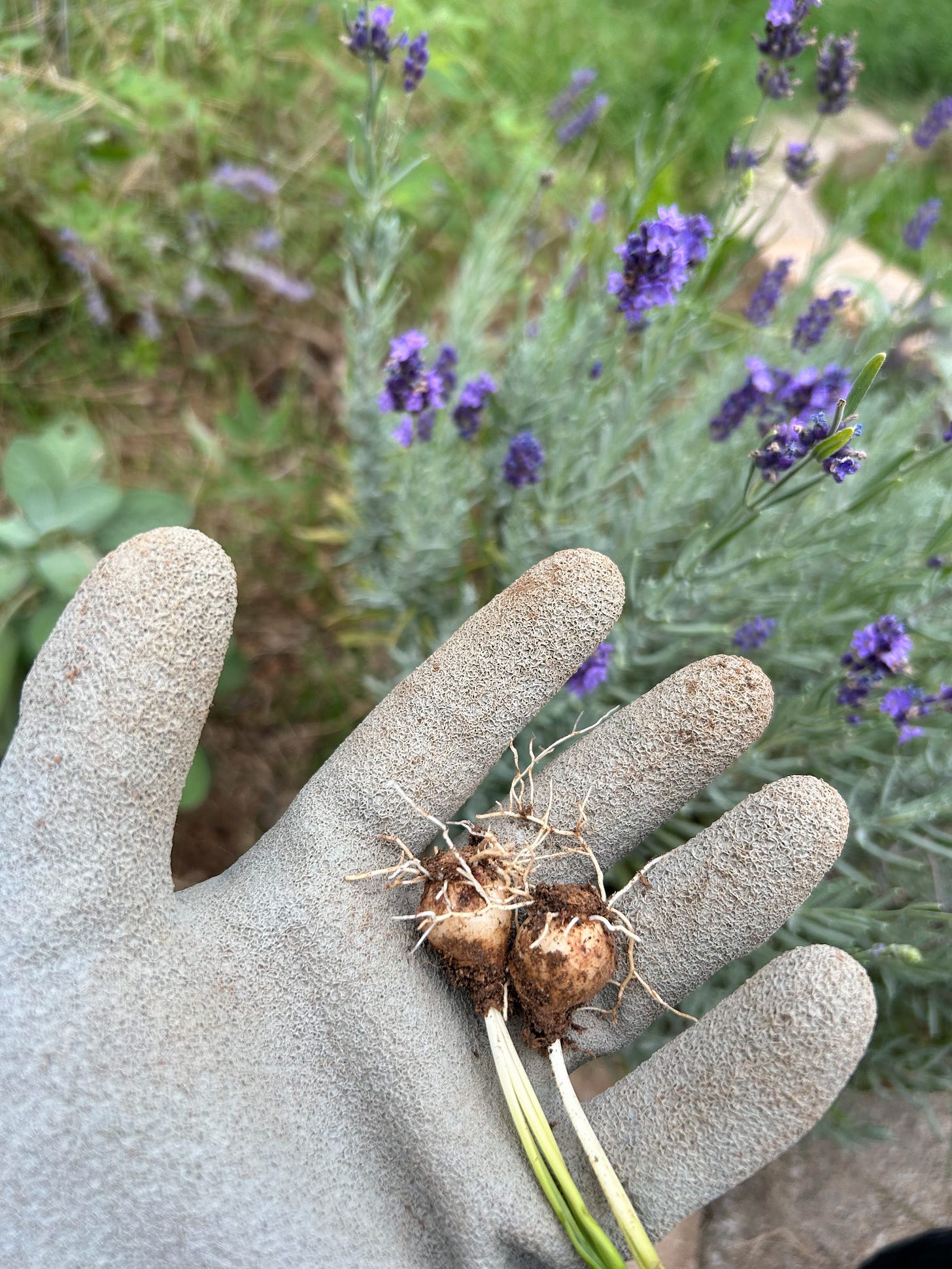 2024-09-03-Garden-Glove-Muscari.jpeg