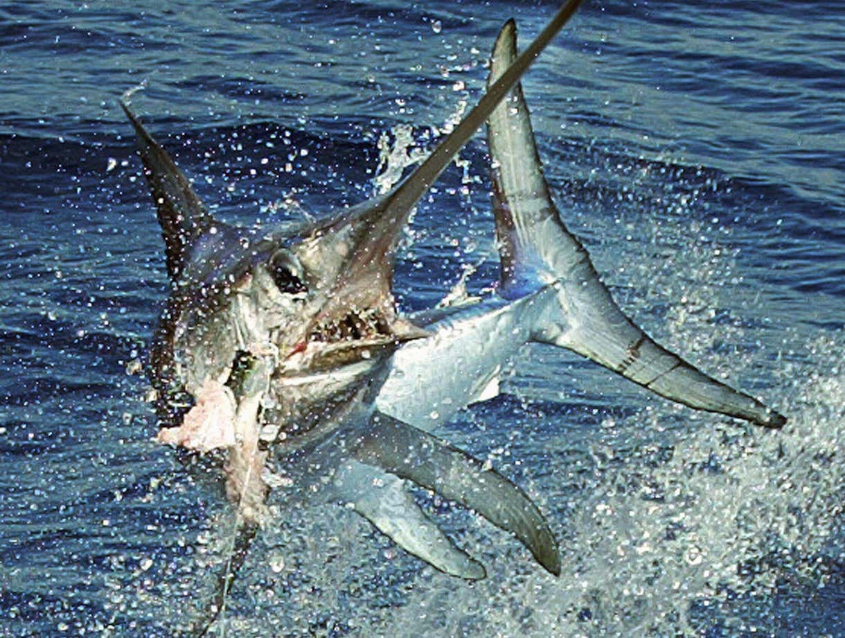 Swordfish Are A Top 50 Organism On Planet Earth | Barstool Sports