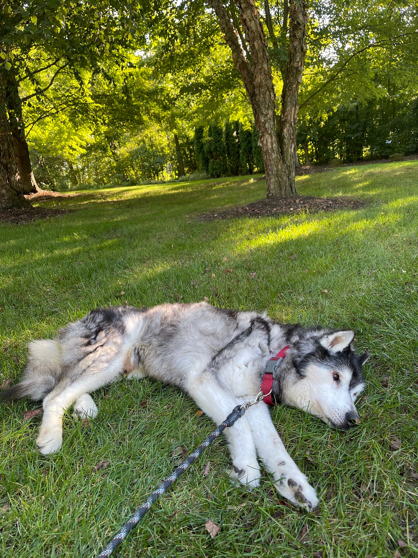 Siberian Husky in Garden