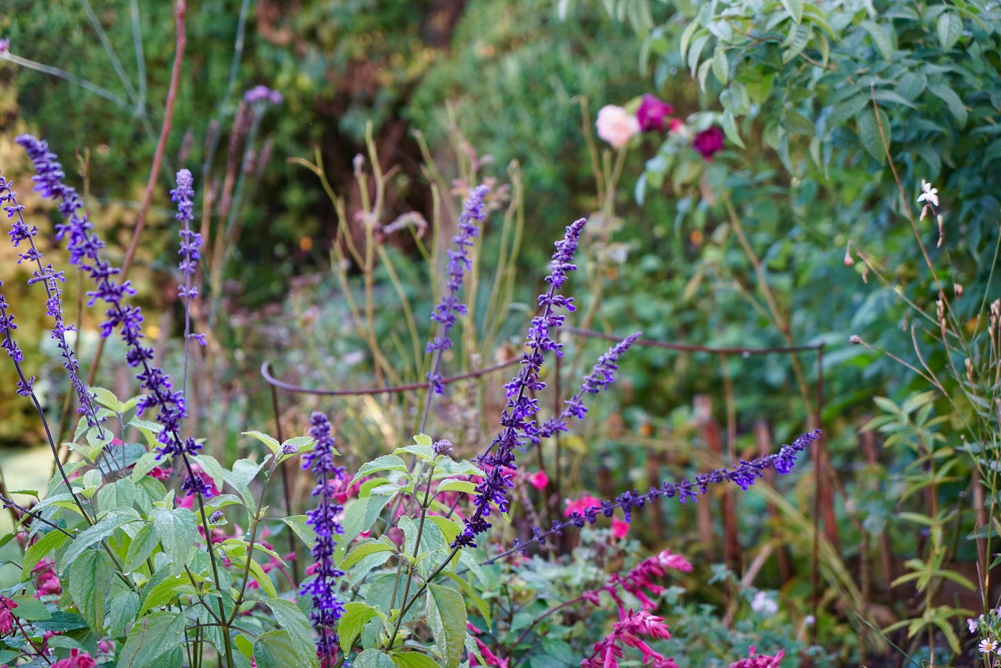 purple and pink plants in a cottage garden