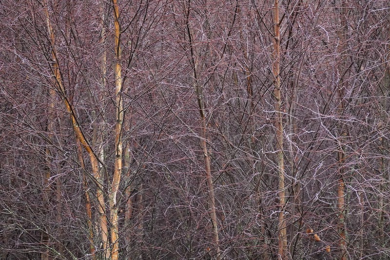 Dusky purple young birch trees, densely branched and frosty 