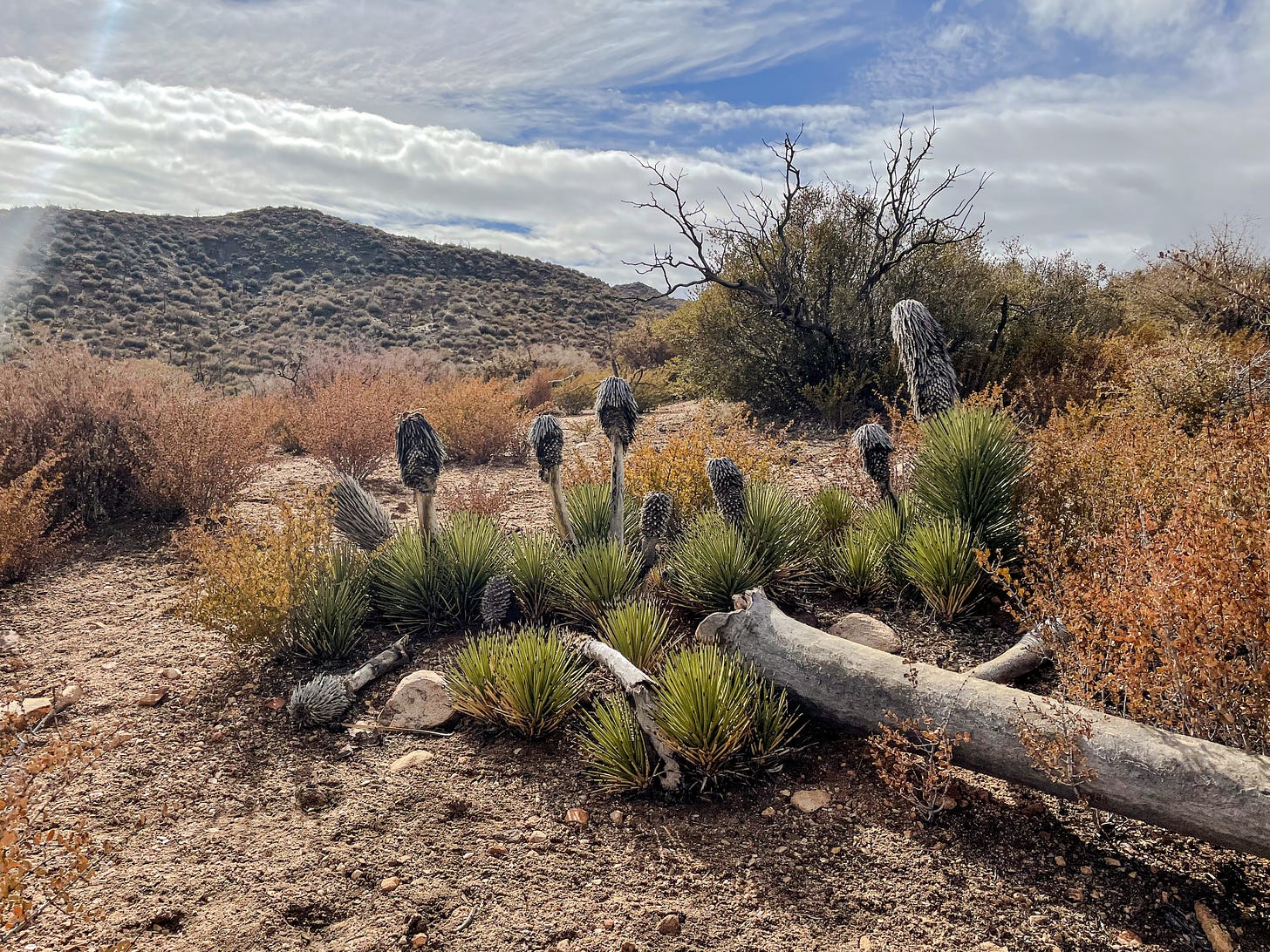 Multiple small Joshua trees sprout from a burned Joshua tree husk long deceased.