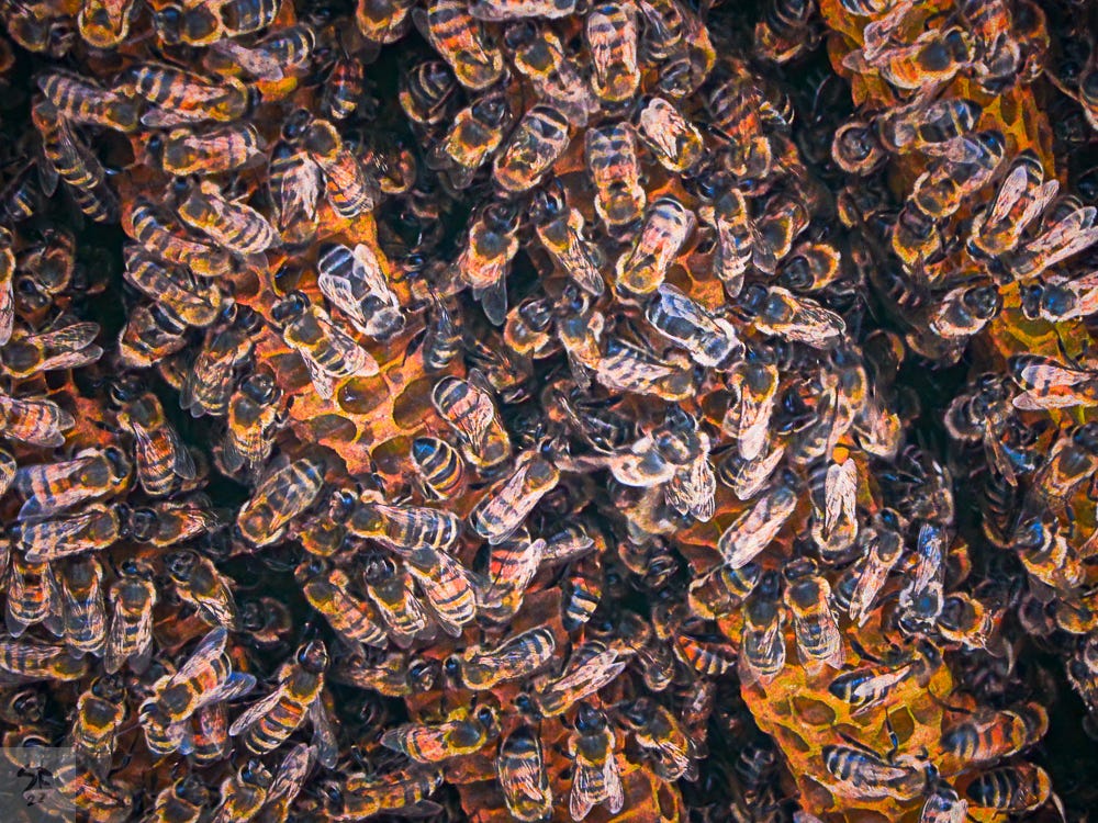 Close-up: honeybees on comb