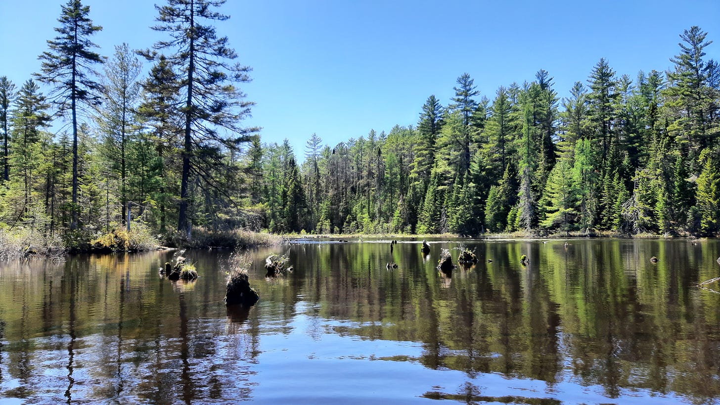 Stumps emerge from the North Branch of the Saranac River 