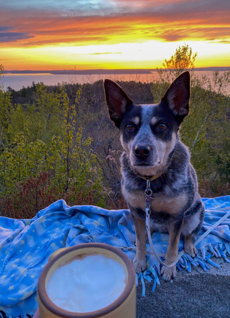 Scout the blue heeler poses on a rock at an overlook in Acadia National Park, as the sun rises over the water behind her and I hold a mug of coffee in the foreground