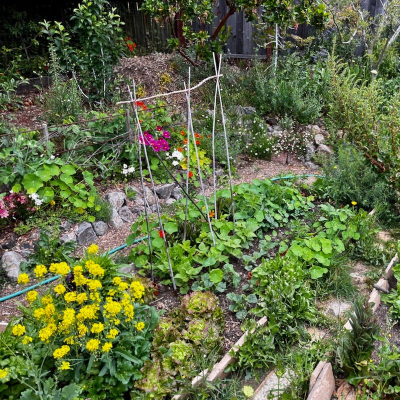 vegetable bed full of green vegetables and flowers with more flowers in the background 