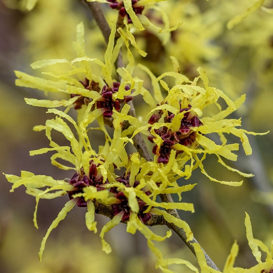 <i>Hamamelis</i> × <i>intermedia</i> 'Pallida'