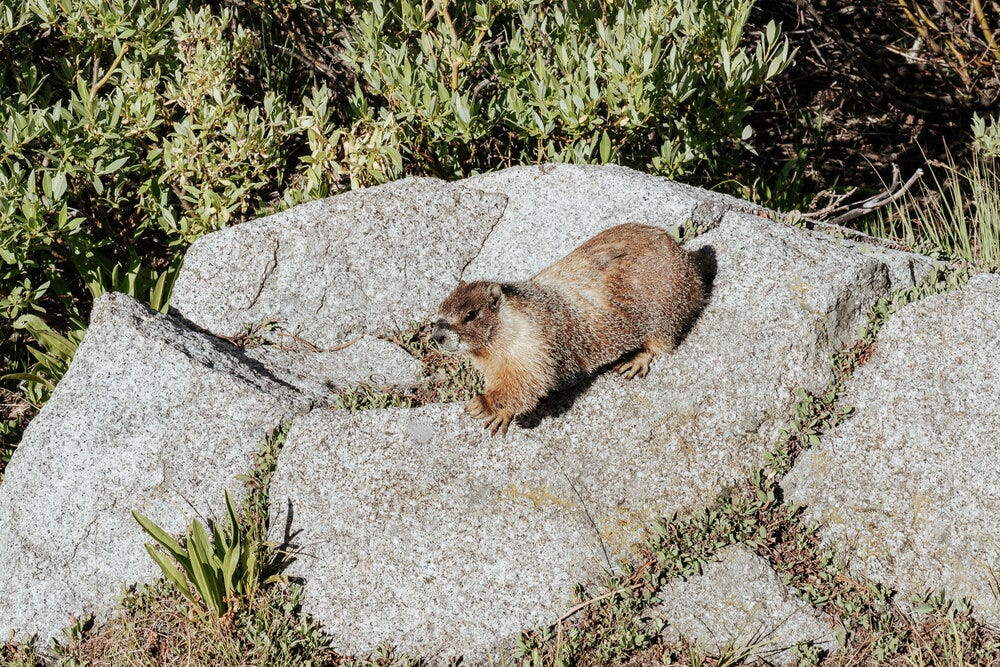 A yellow-bellied marmot –&nbsp;one of my favorite critters on the JMT.