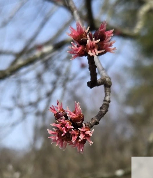 Photo of bright pink maple buds on a grey branch. Background is blurred.