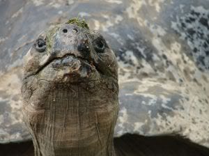 big turtle big turtle