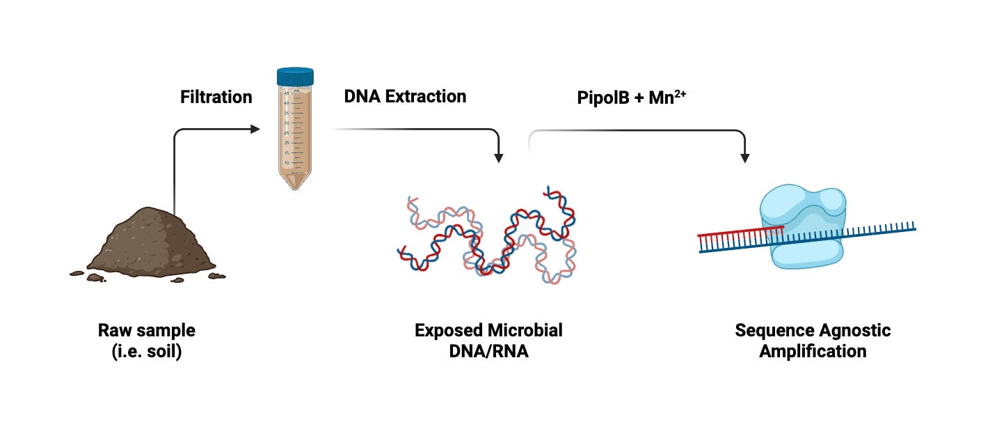 Basic workflow for microbial discovery with pipolins. Following treatment with pipolins, the process mirrors standard PCR.