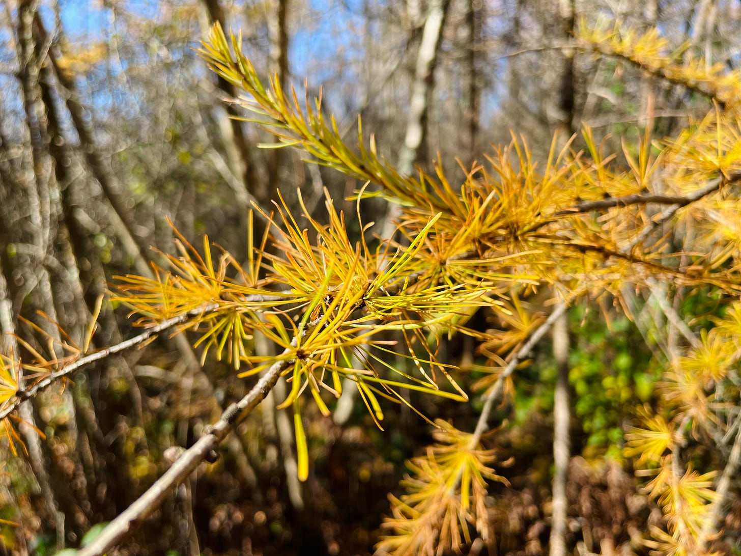 A close up of yellow tamarack needles.