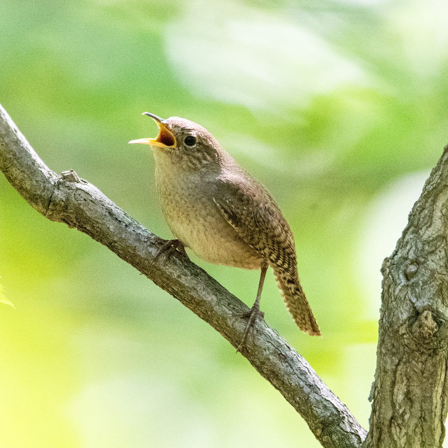 A small beige bird with barred wings and a vaguely newtlike aspect sings, beak agape, from a bare branch