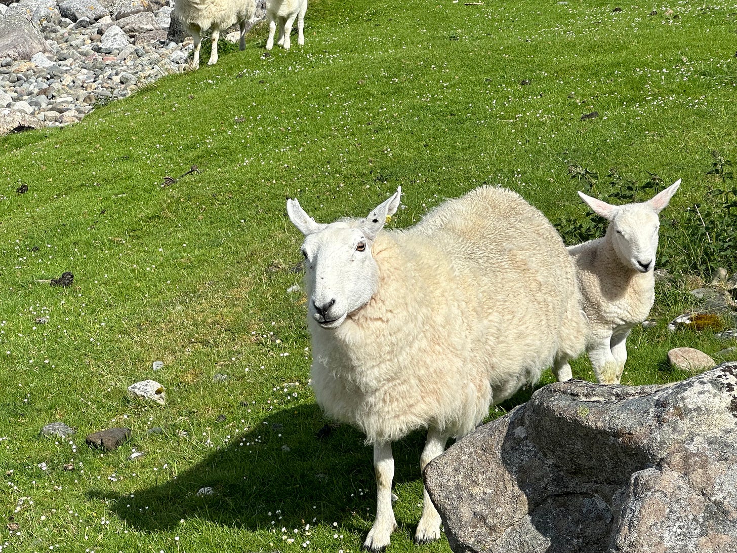 The sheep of the Scottish highlands