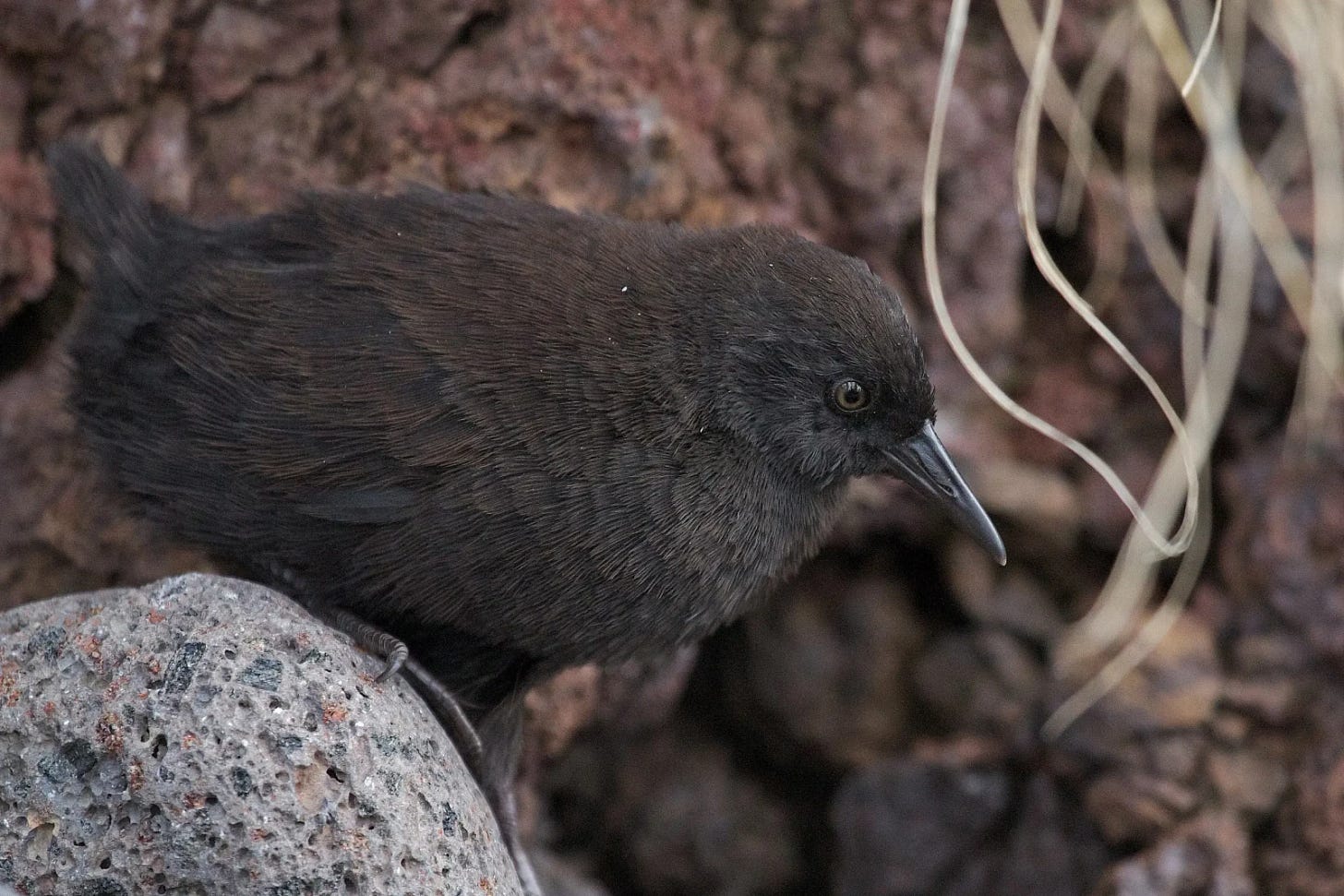 Inaccessible Island Rail - Facts, Diet, Habitat & Pictures on Animalia.bio