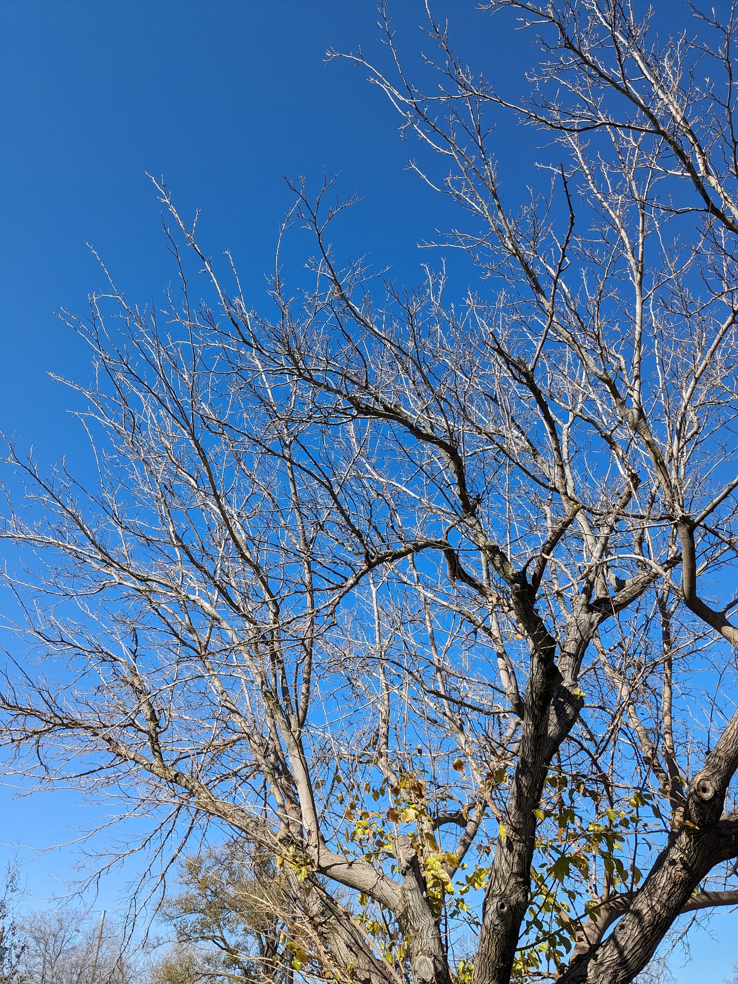 Texas; bare branches