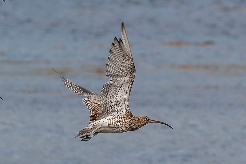 File:Curlew (Numenius arquata) in flight.jpg