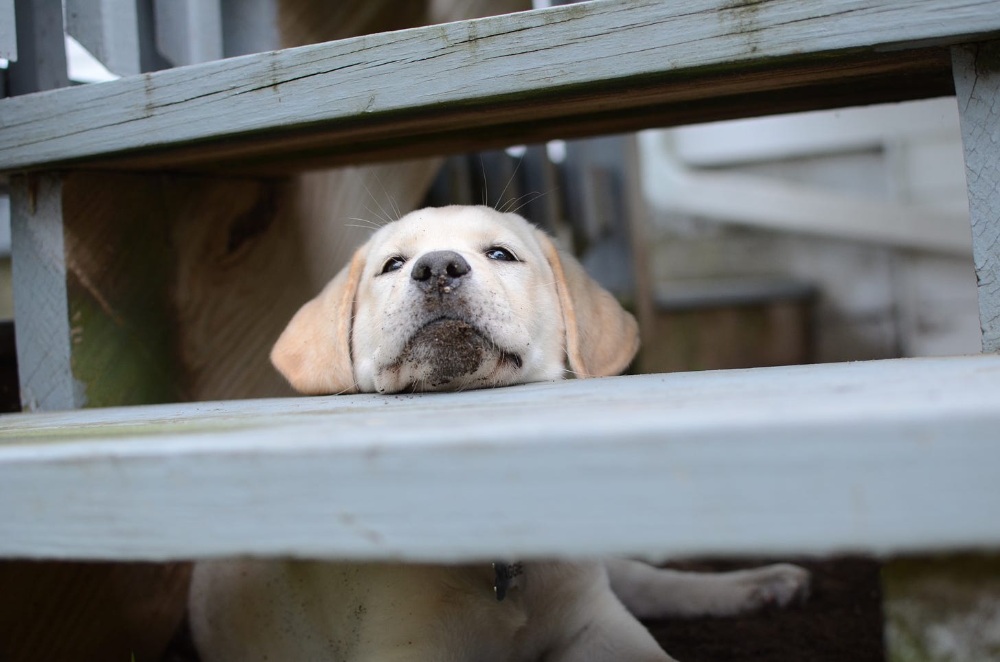 A Labrador retriever puppy sits beneath a staircase. She has dirt all over her chin and nose. 