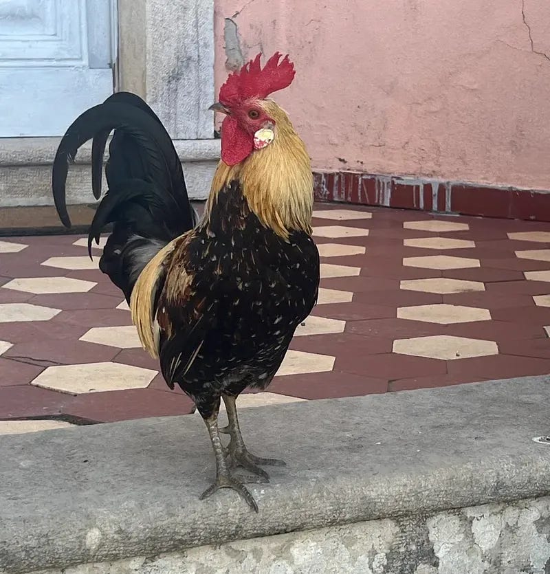 Black rooster with golden head stands alone on step of house