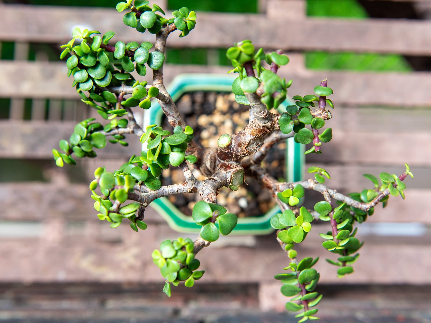 ID: Pruned portulacaria afra bonsai, viewed from above