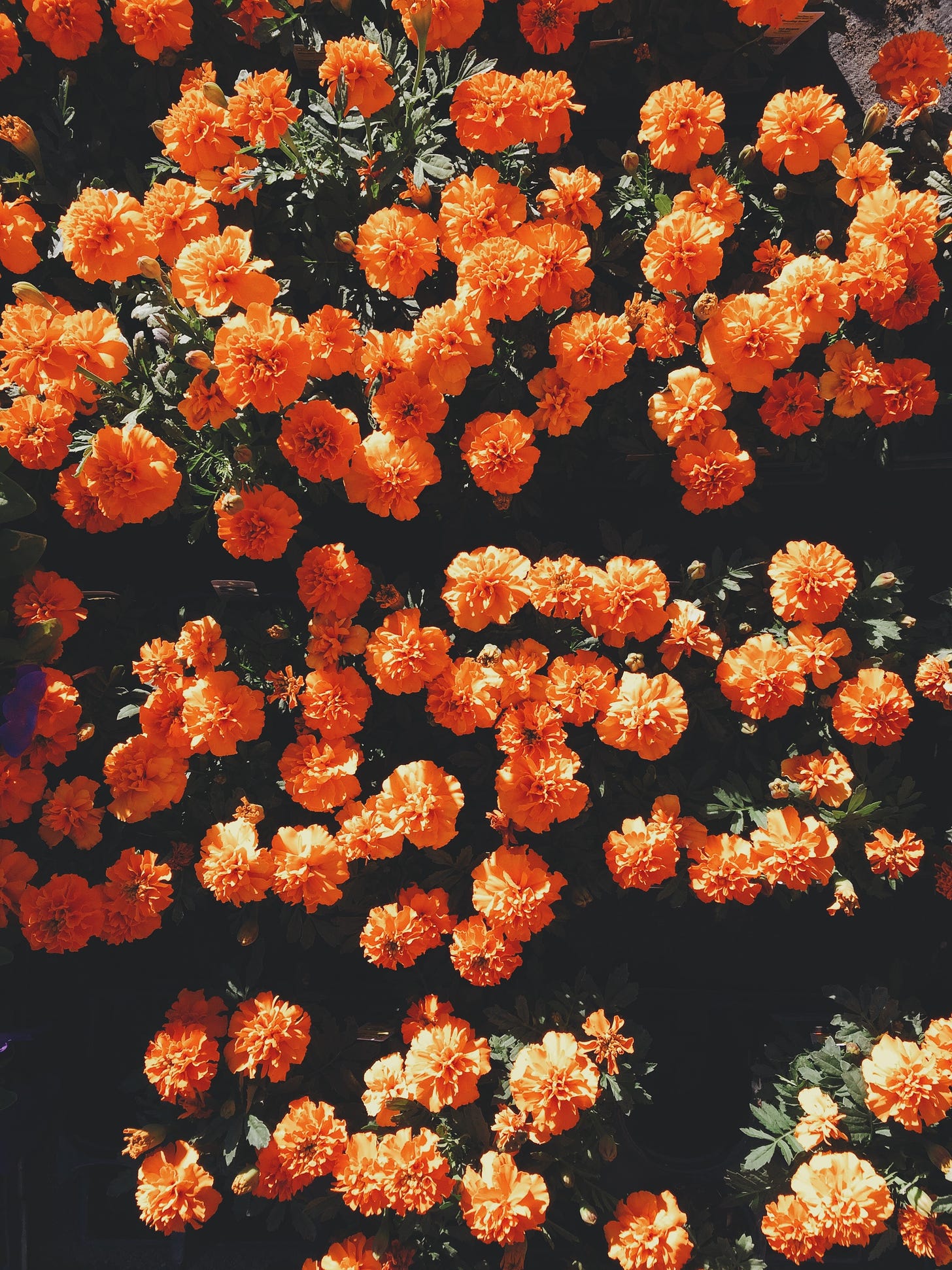 Fotografia de flores alaranjadas vistas de cima que contrastam com um fundo escuro