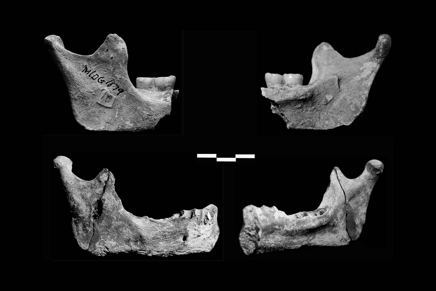Two partial mandibles in lateral (left) and medial (right) views.