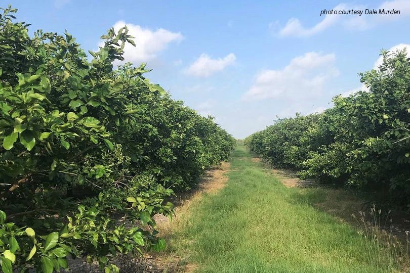 After February’s historic freeze, Rio Grande Valley citrus growers faced much work and rehab for the groves.