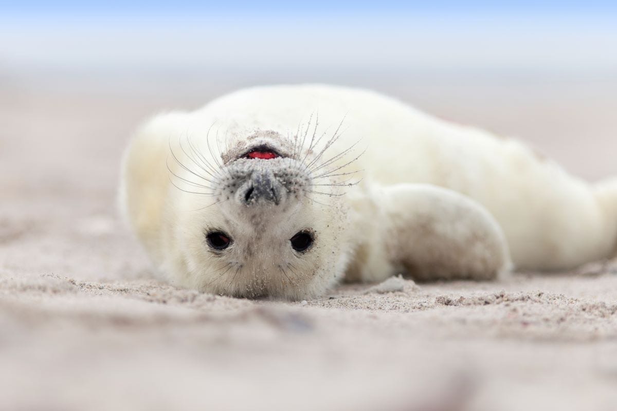 Seal pup on its back