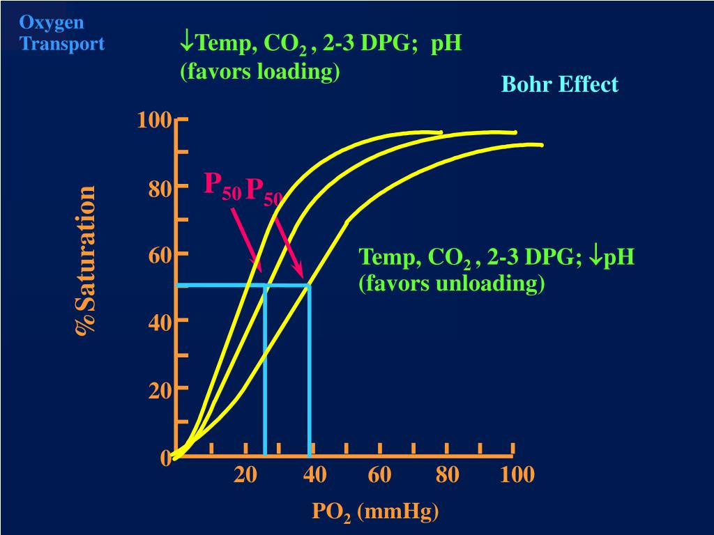PPT - Oxy-hemoglobin dissociation curve PowerPoint Presentation, free ...