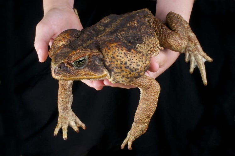A person holding a toad

Description automatically generated