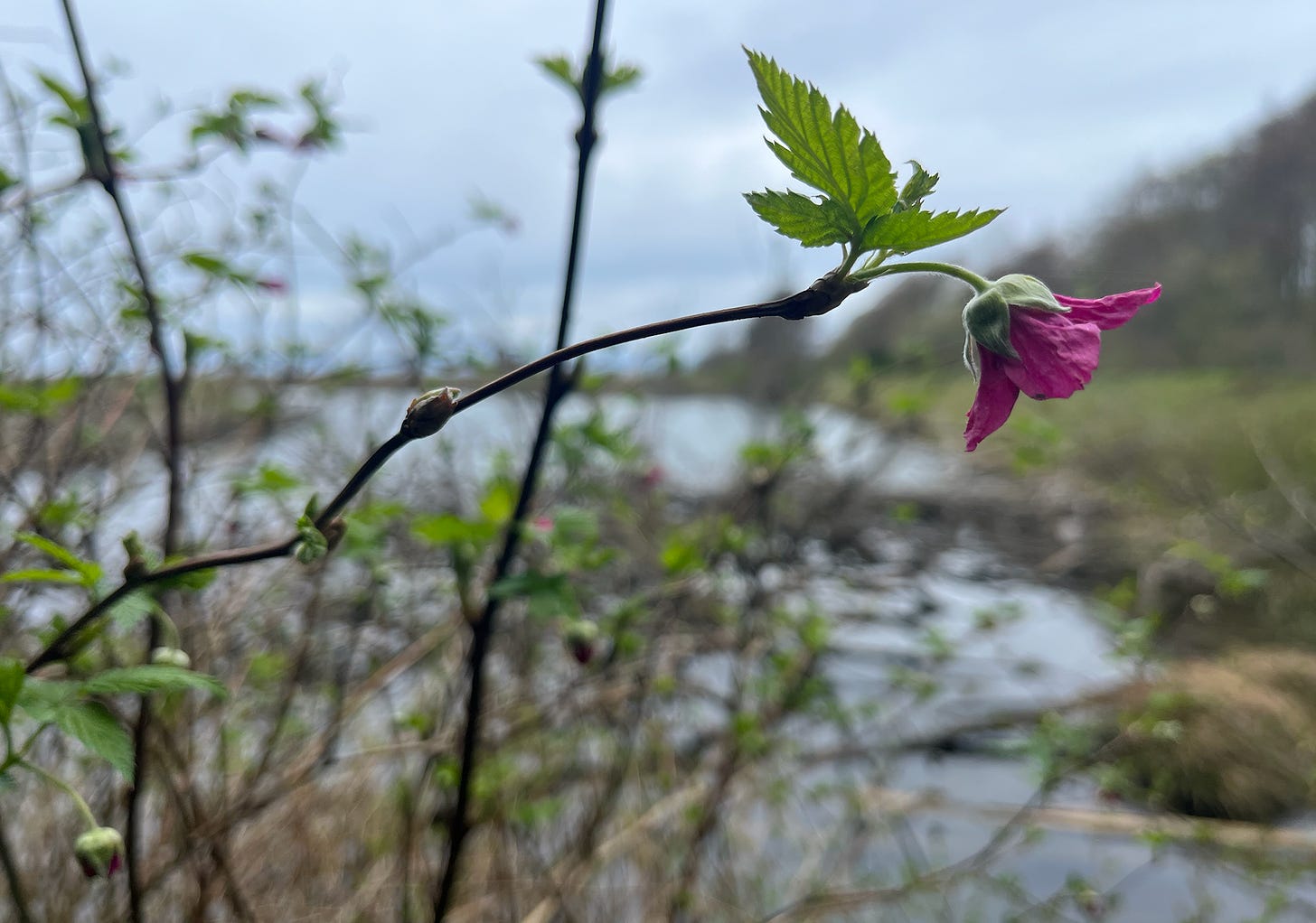 Blossom of a salmonberry with river in background.