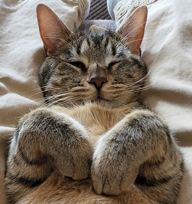 Tabby cat laying on back with eyes closed