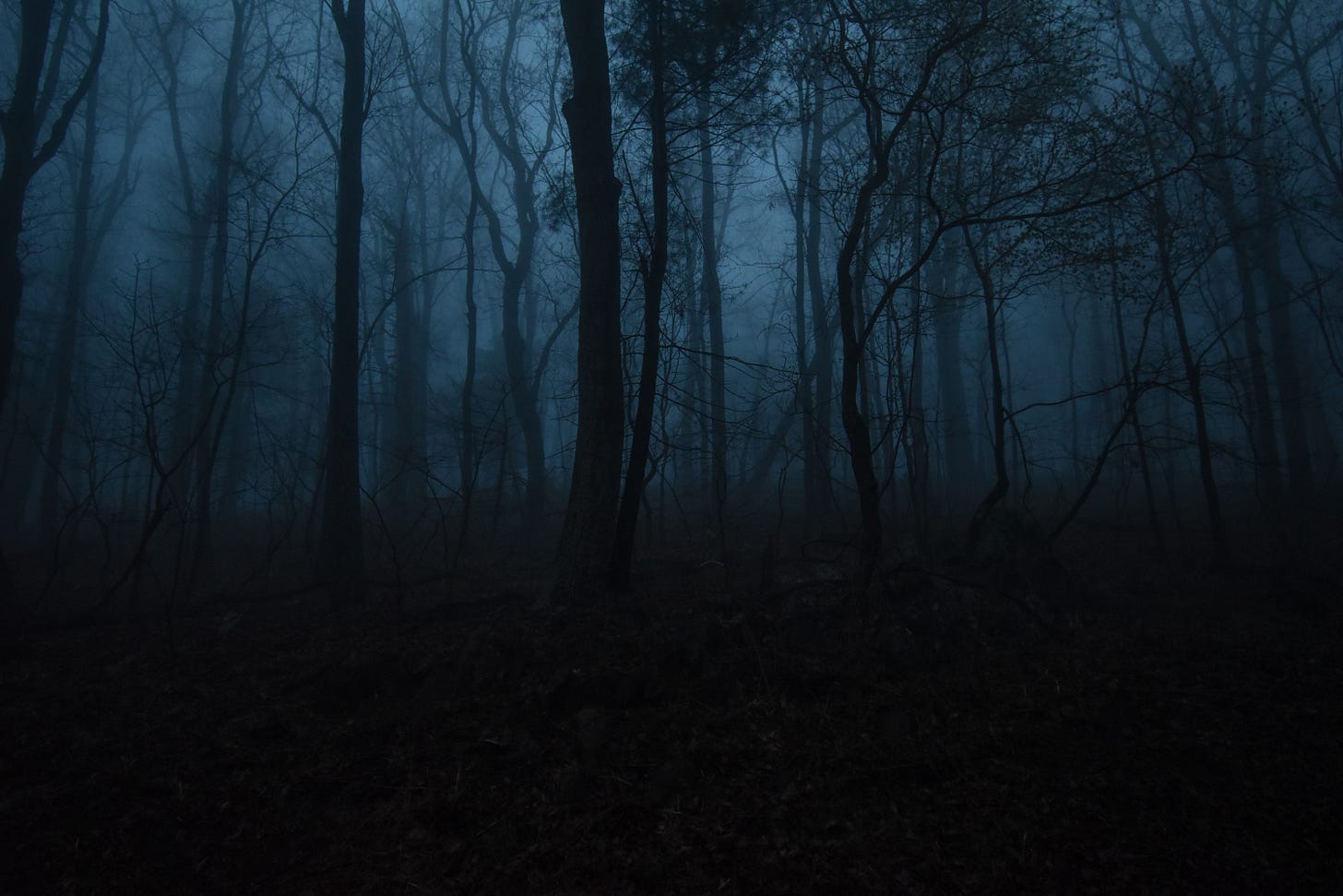 Image description: a dark forest that seems shrouded in mist.