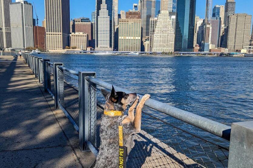 Scout the blue heeler stands with her front paws on a railing overlooking the Manhattan skyline from Brooklyn Bridge Park