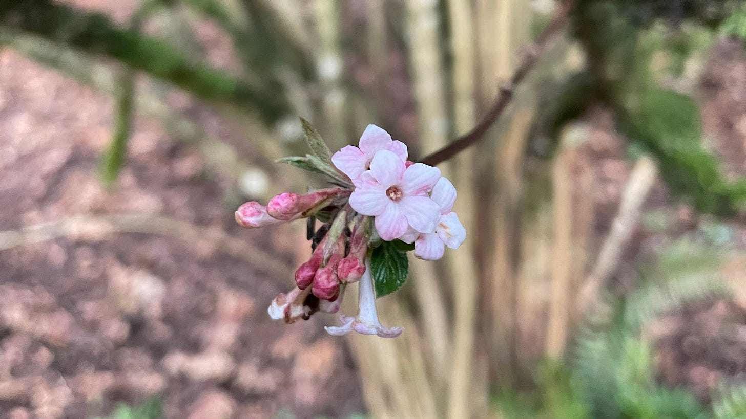 close up of a tree's pink blossom, still half in bud