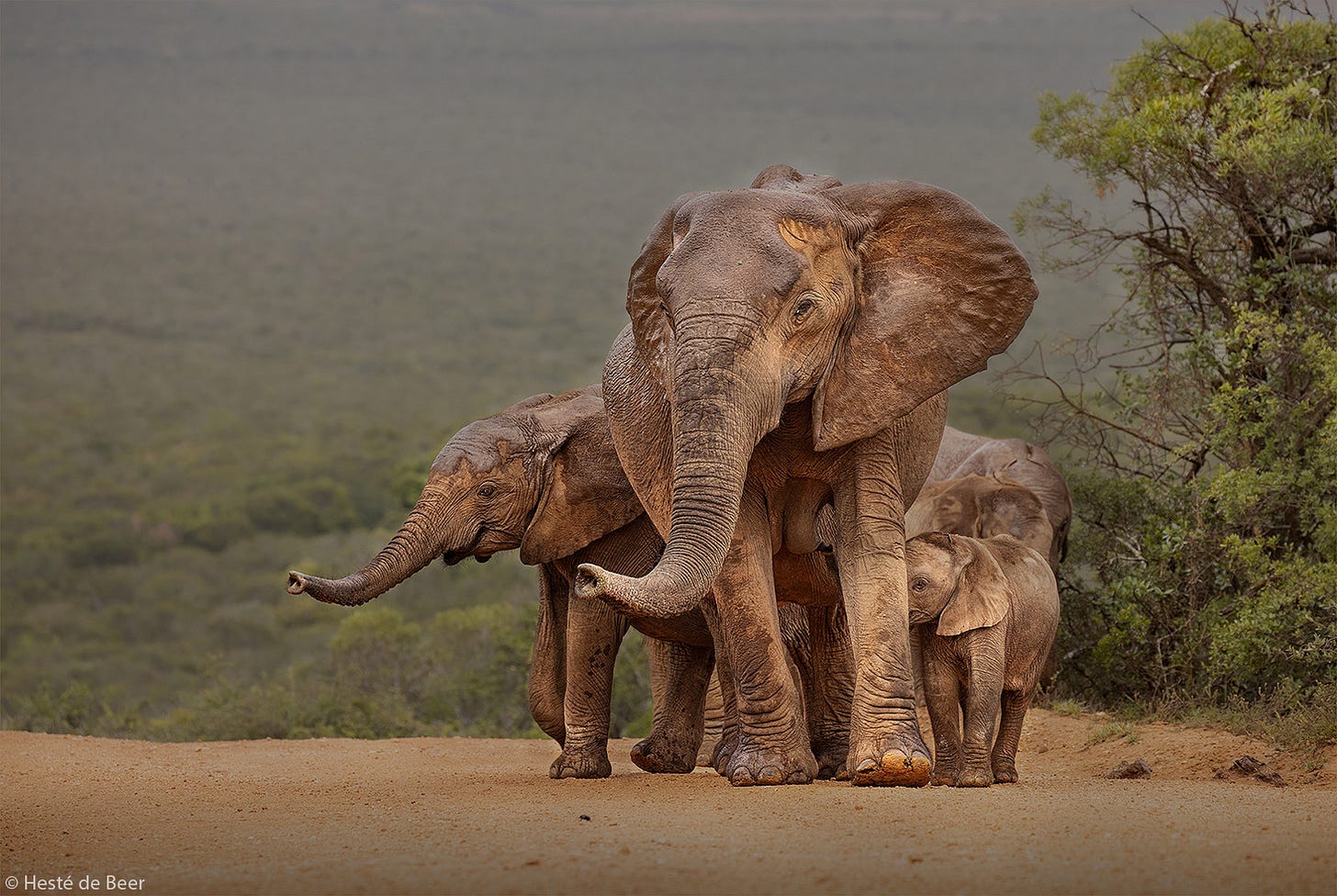 A moving portrait of an elephant family gathered close, in concernd about a threat.