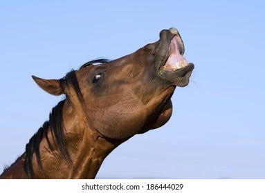 Horse Lips Photos and Images | Shutterstock