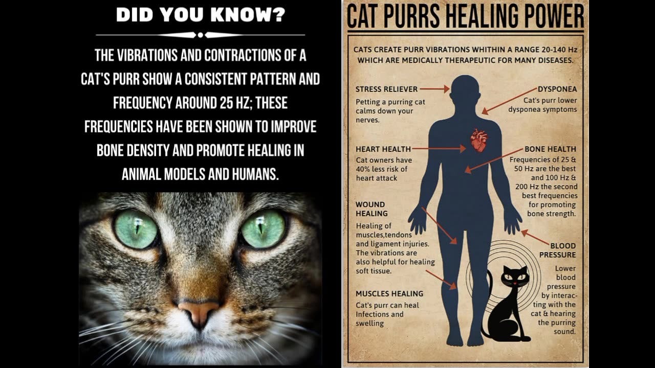 Cat's purr emits healing frequencies; Cats have superpowers Cat's purr emits healing frequencies; Cats have superpowers