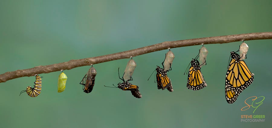 Monarch Butterfly Metamorphosis - Steve Greer Photography