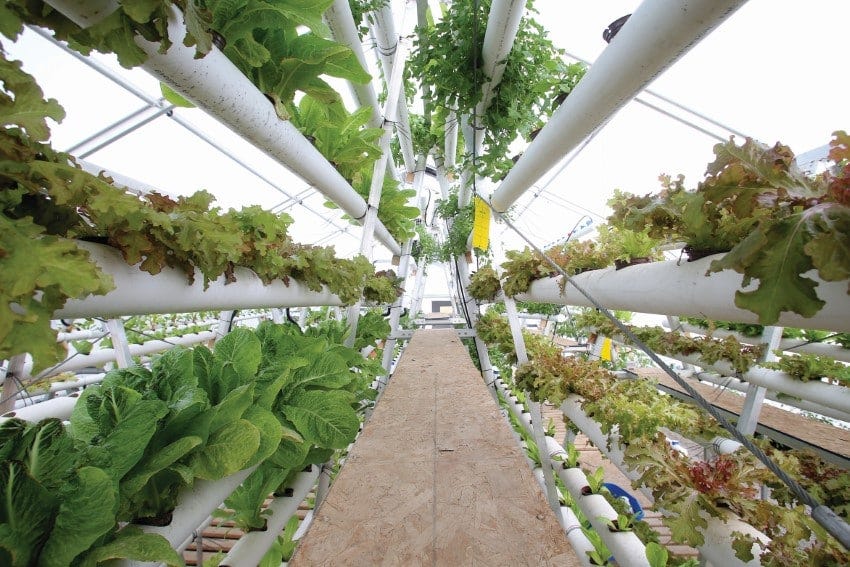 Sprung Project: Sprung Structures - Greenhouse - Controlled Environment  Agriculture