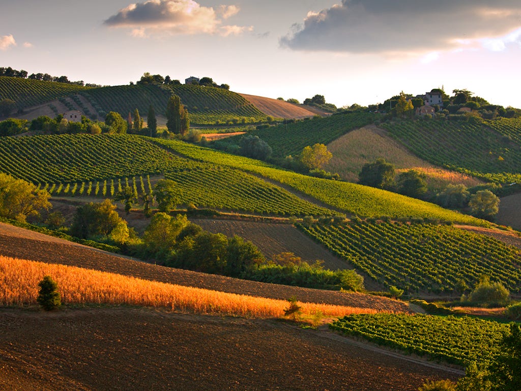 The territory in front of the vine: the revolution of Verdicchio starts  from Castelli di Jesi - WineNews