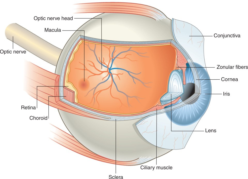 Anatomy of the eye | Ento Key