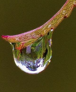 Droplet reflection | Dew drops, Water drops, Water droplets