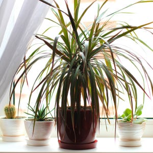 Dracaena growing in a pot