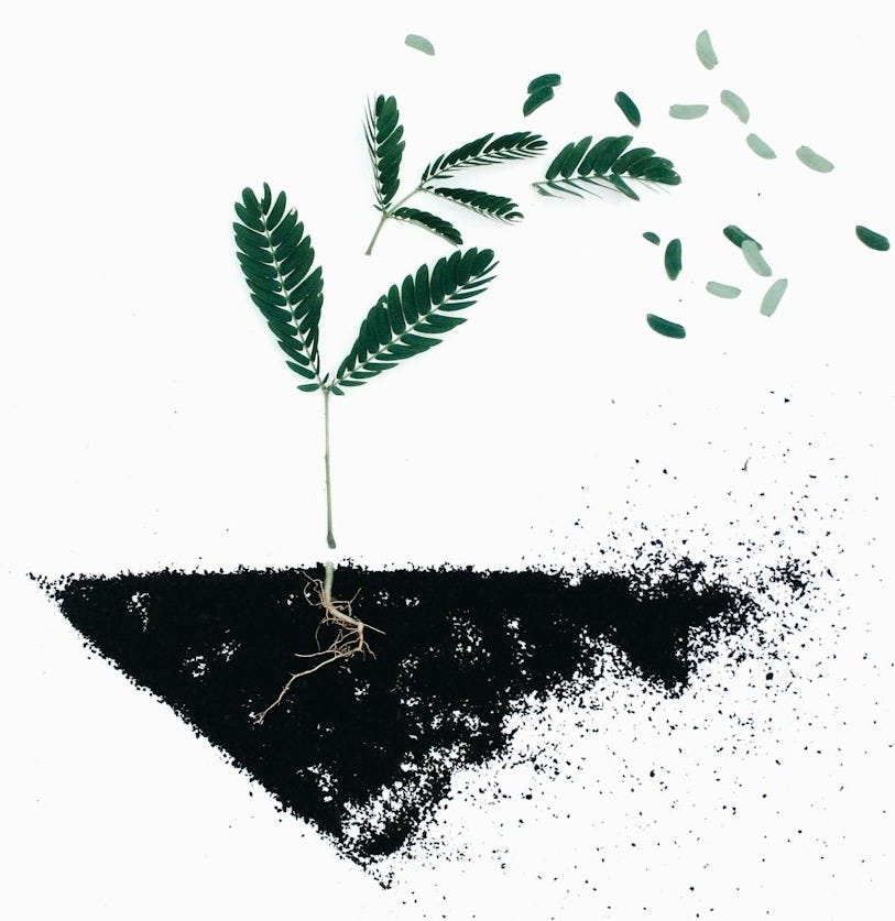 green leaf plants on black soil illustration