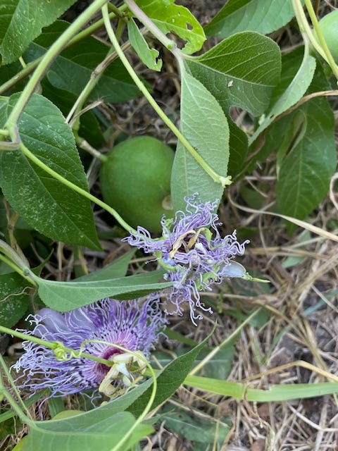 2 inch fruit above a pair of passionflower blooms 