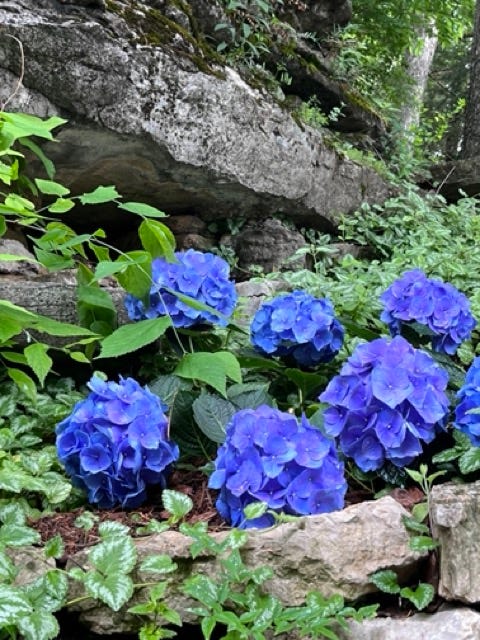 Purple flowers in Eureka Springs