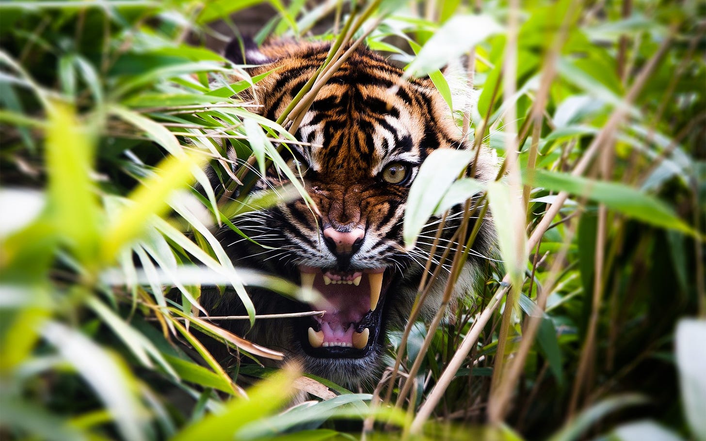 Tiger in Bush wallpaper | 1920x1200 | #14444